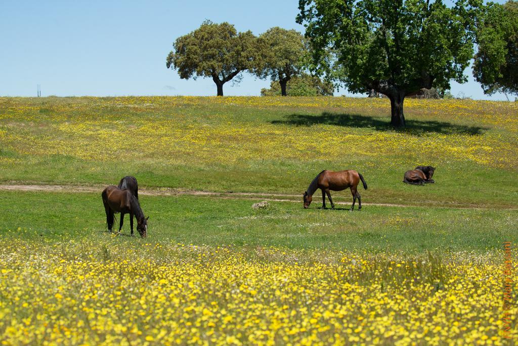 Eco-Lodge En La Reserva Privada Campanarios De Azaba - Proyecto De Conservacion Espeja Extérieur photo