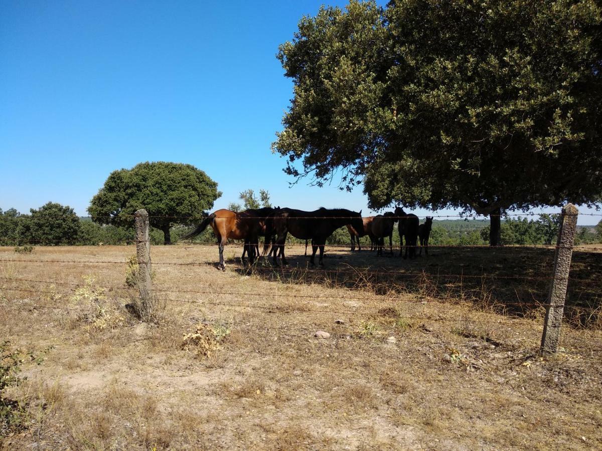 Eco-Lodge En La Reserva Privada Campanarios De Azaba - Proyecto De Conservacion Espeja Extérieur photo